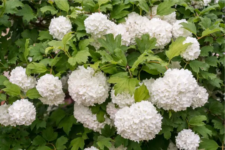 Viburnum