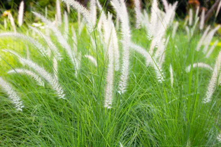 ornamental grass