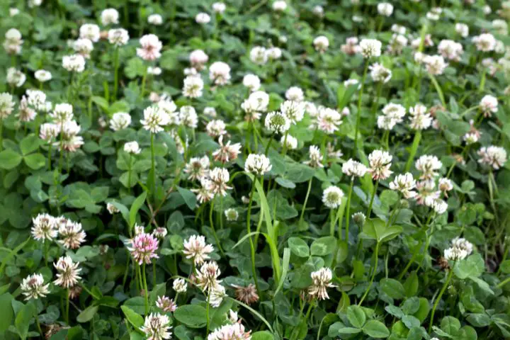 White Clover